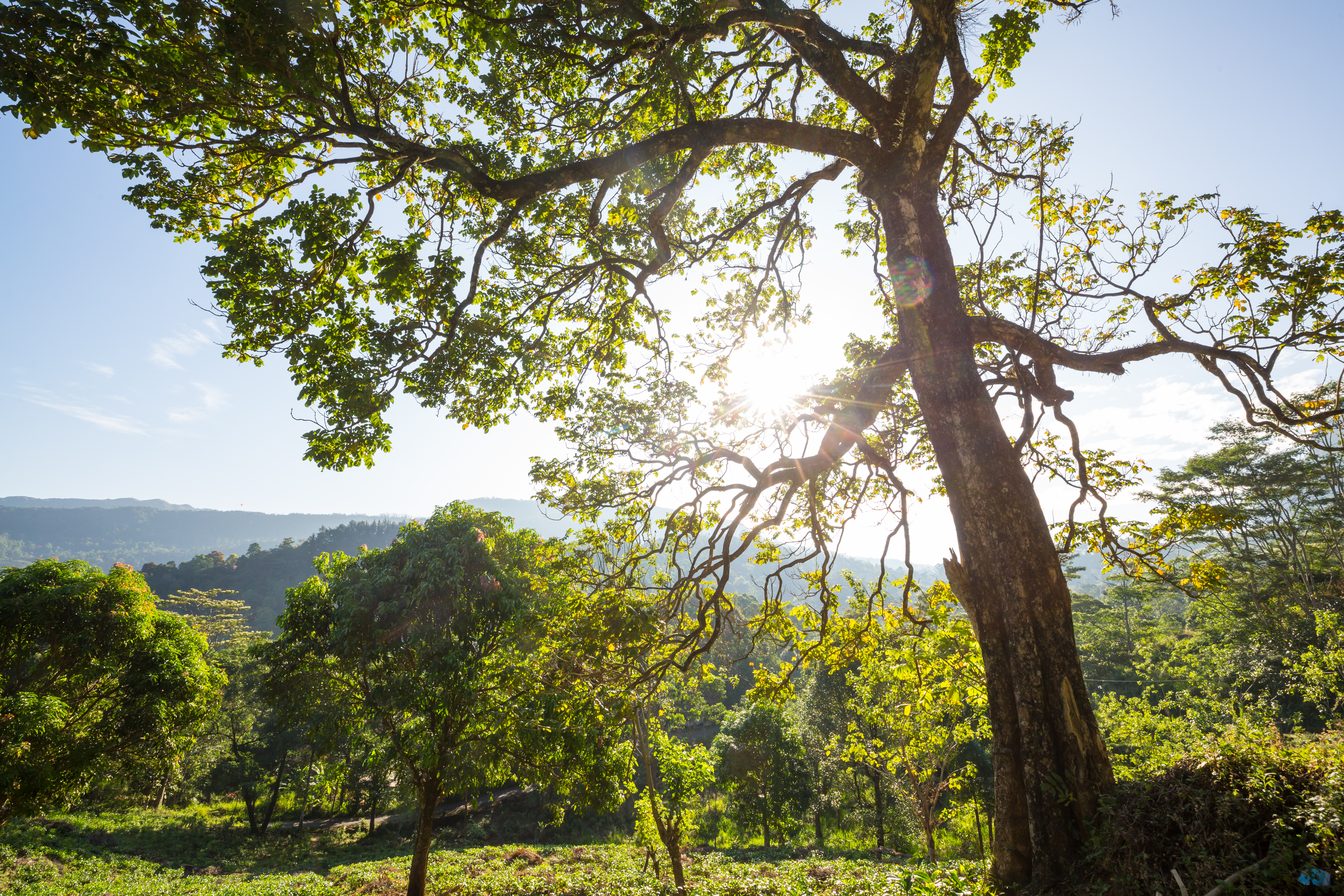 Photo of a natural landscape featuring green trees and a clear blue sky.