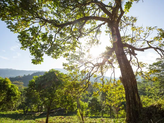 Photo of a natural landscape featuring green trees and a clear blue sky.
