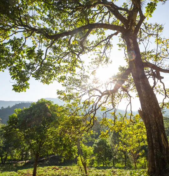 Photo of a natural landscape featuring green trees and a clear blue sky.