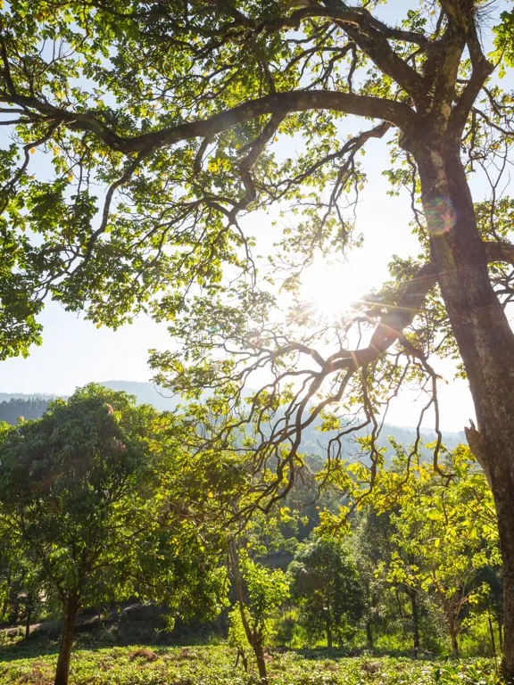 Photo of a natural landscape featuring green trees and a clear blue sky.