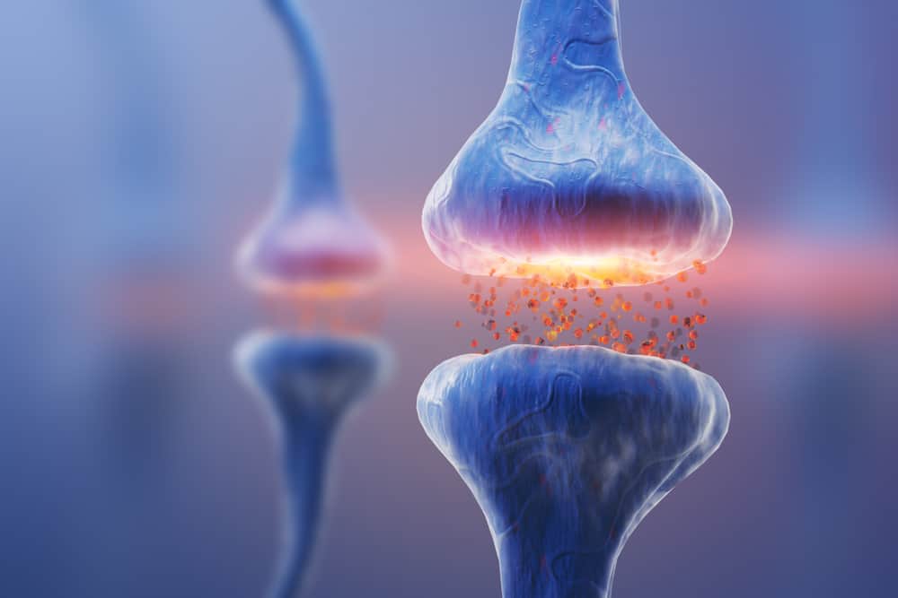  A close-up, computer-generated image of a synapse. The image shows a synaptic cleft where neurotransmitters, depicted as small orange particles, are being released from one neuron terminal and are about to be received by another.